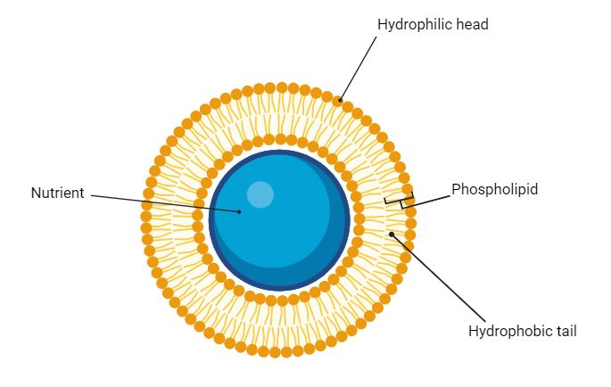 Structure of a Liposome