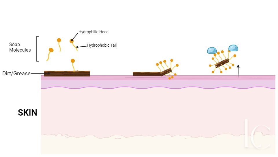 How Does Soap Work?