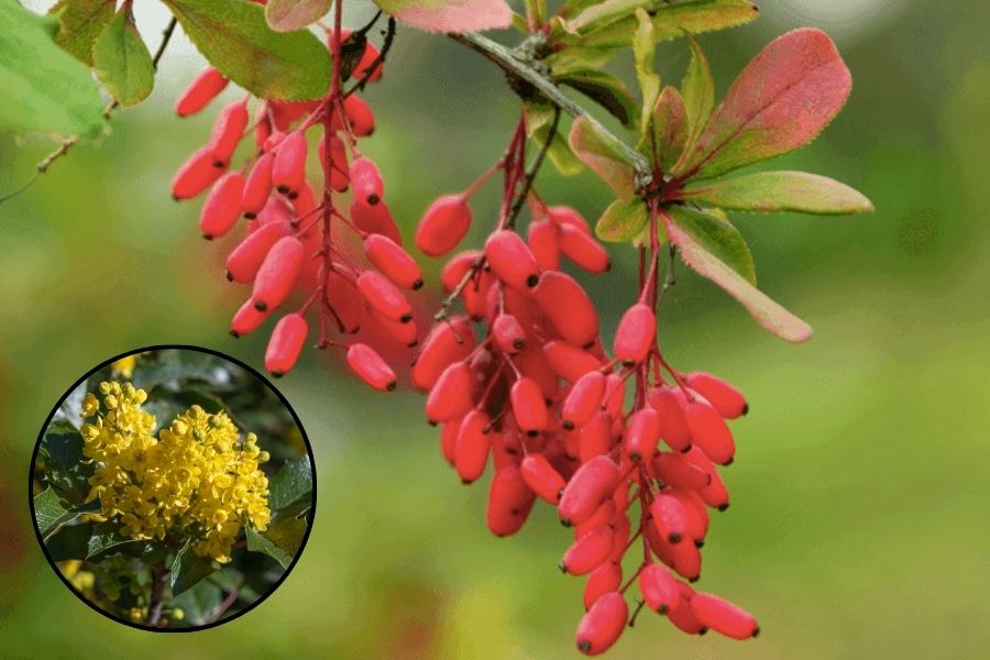 berberine vs berberine phytosome