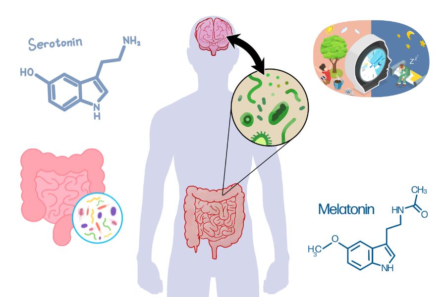 how does gut health affect sleep quality