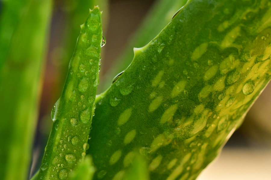 The Miracle Ingredient: Why You Need Aloe Vera in Your Moisturiser