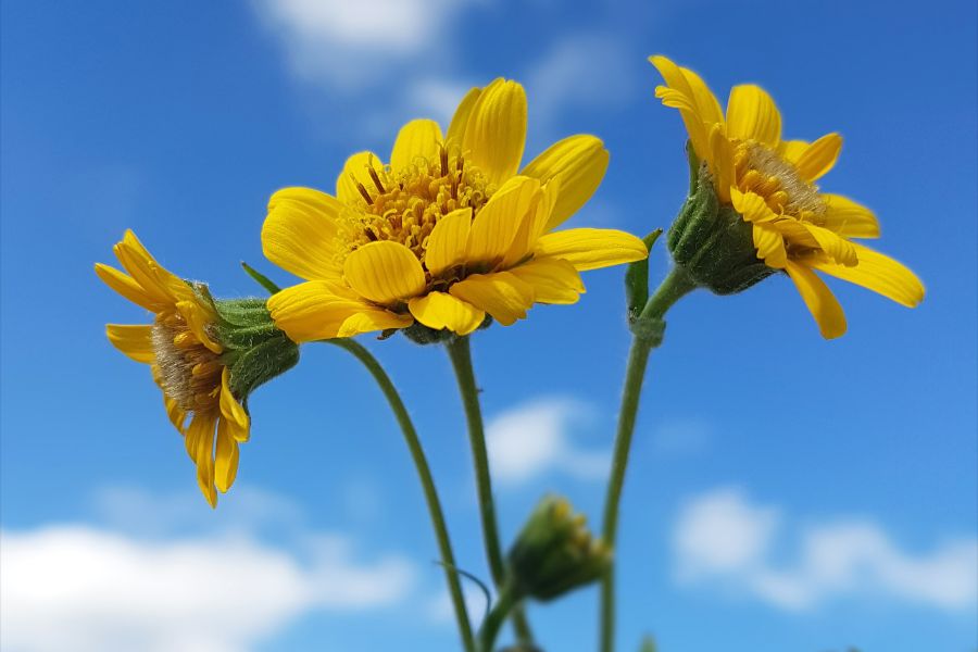 Arnica cream benefits