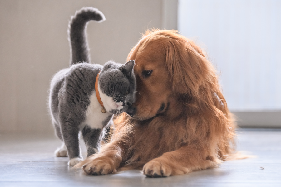 The Best Joint Supplements For Cats and Dogs
