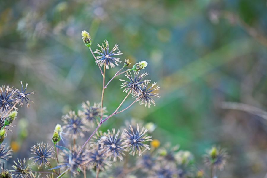 Bidens Pilosa as a natural alternative for retinol