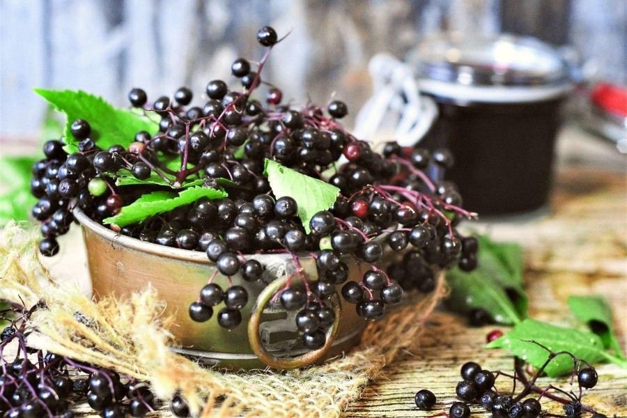 Elderberry: Health Benefits