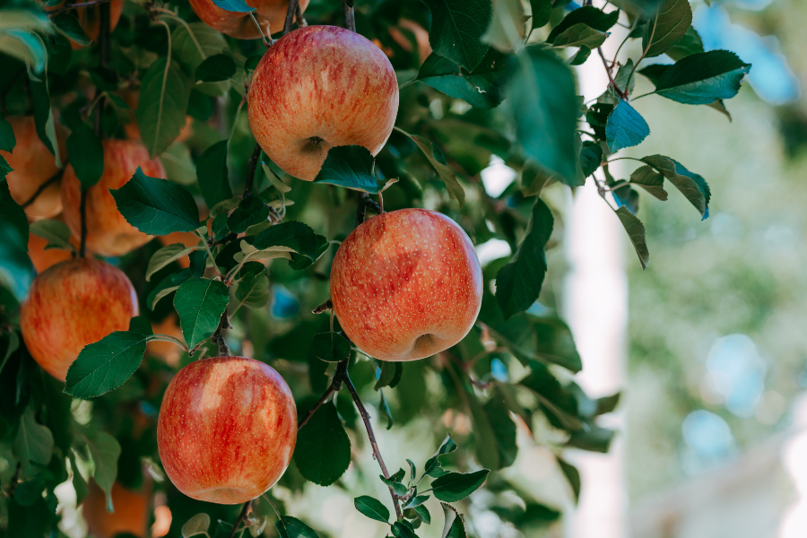 teas, apples, and berries for age-related cognitive decline