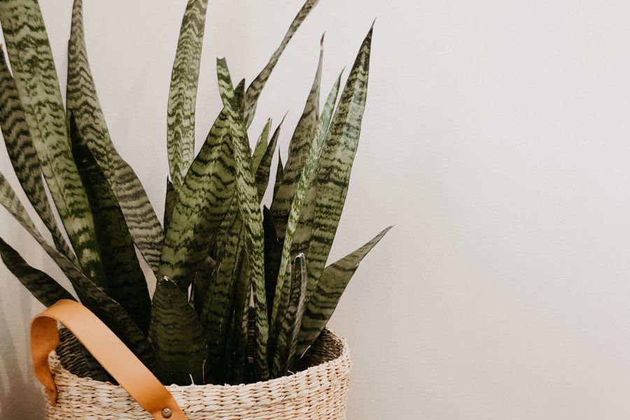 Snake Plant: Benefits, Types, Cautions, and How to Grow