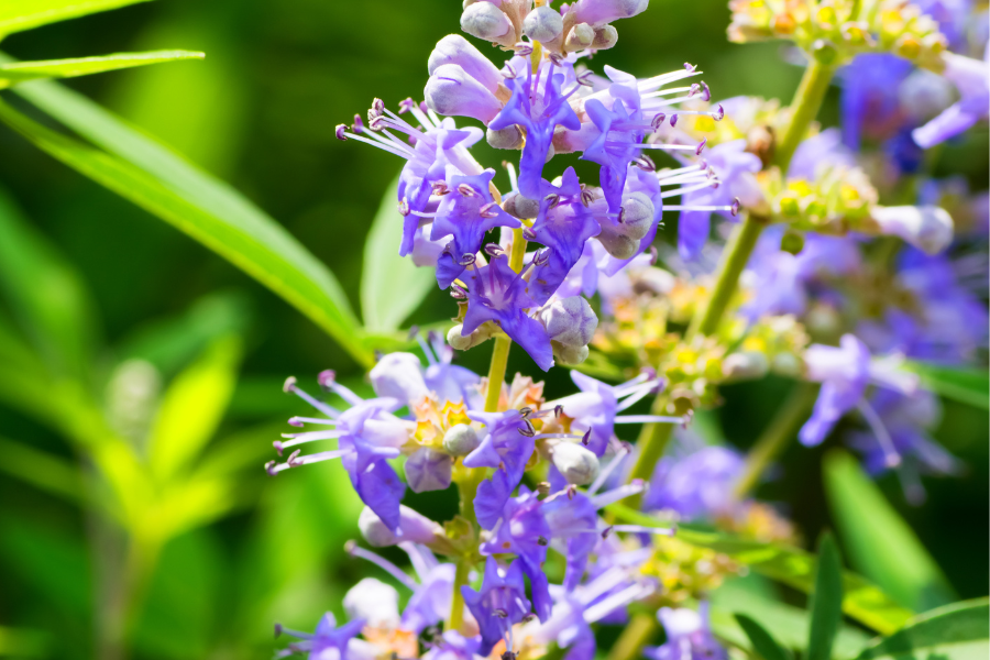 Vitex agnus castus benefits