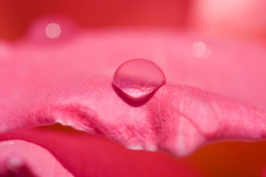 Rose Water: What are the benefits of using rose water on the skin?