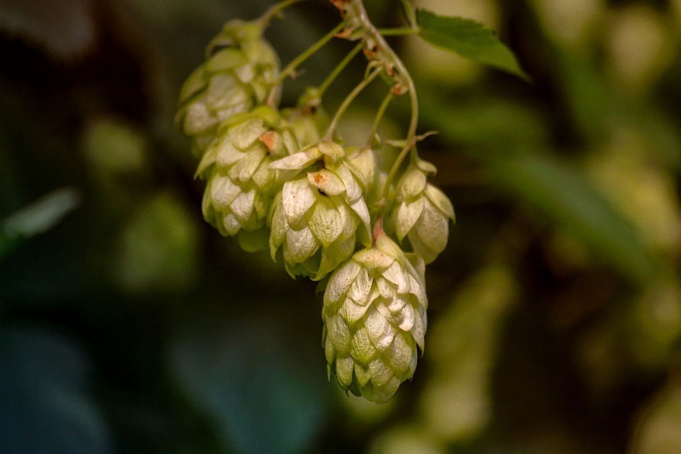 Hops can be useful to assist sleep