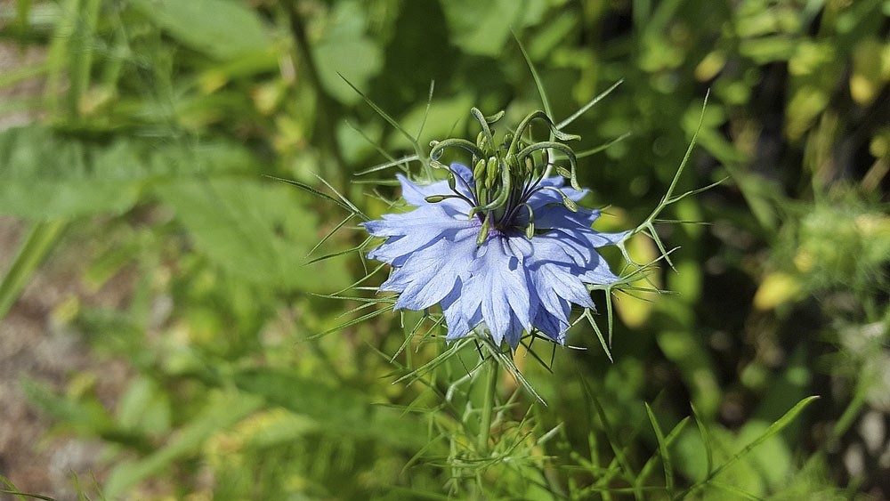 Nigella Sativa or Fennel - the plant from which Black Seed Oil is procured