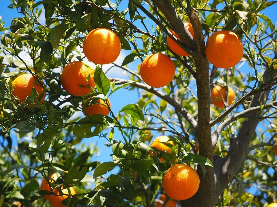 Vitamin C as a sleeping aid