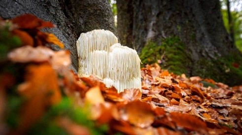 lions-mane-mushroom-coffee-benefits