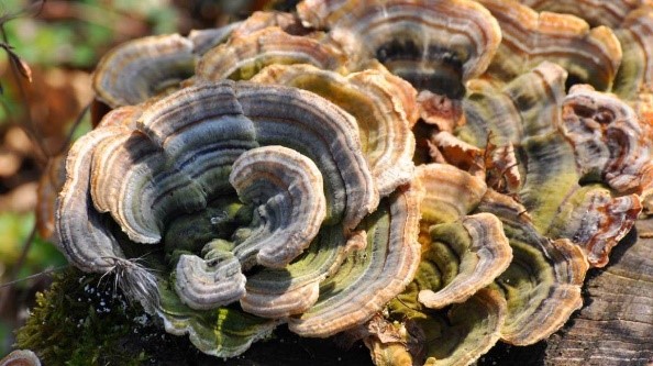 Turkey-tail-mushroom-coffee-benefits