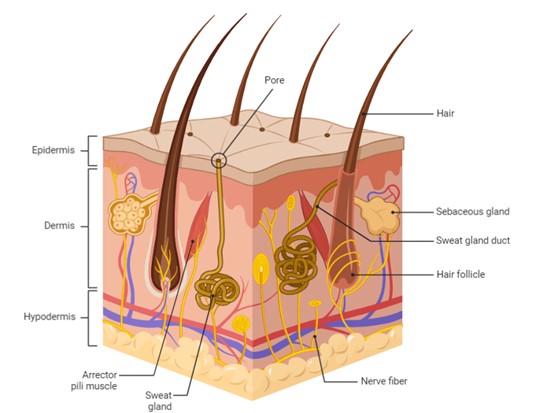 Hair Structure