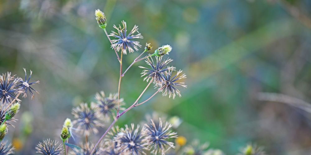 Bidens Pilosa as a retinol alternative