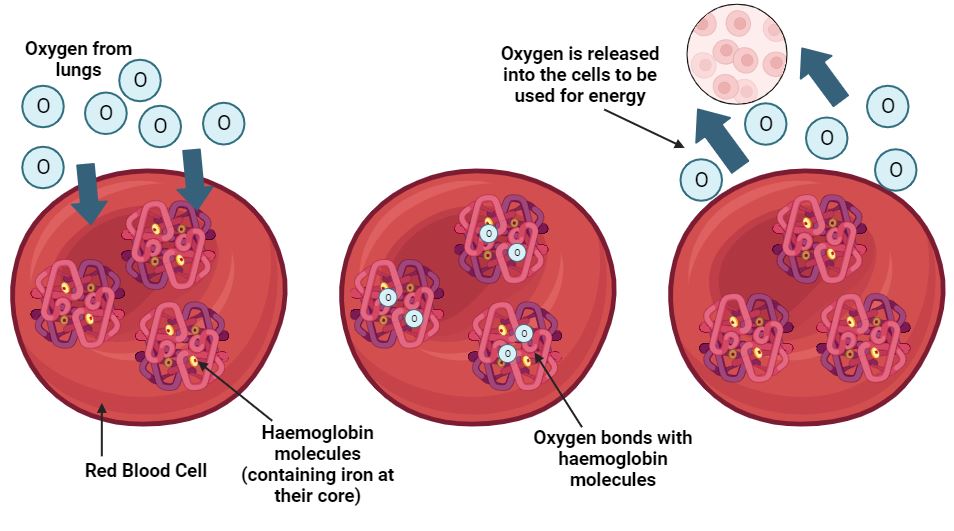 blood oxygenation diagram