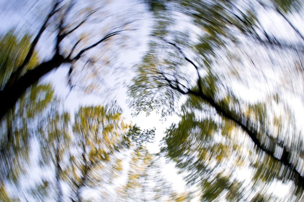 blurry forest