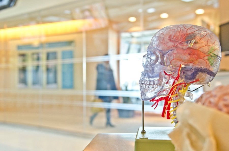 See through model of a brain and nerves of human