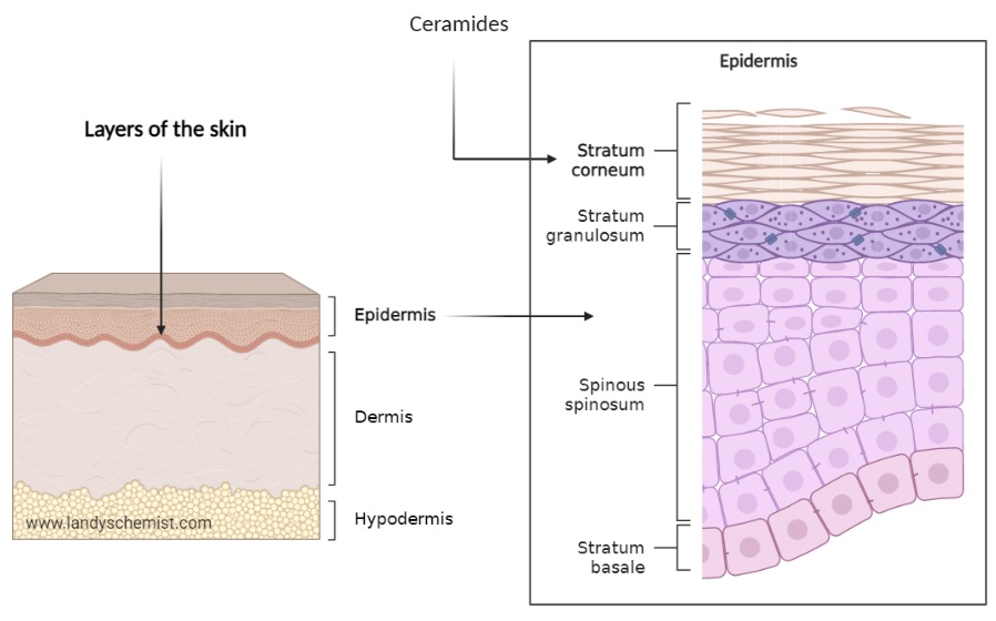 Anatomy of the skin: ceramides