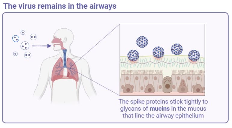 covid stays in airways