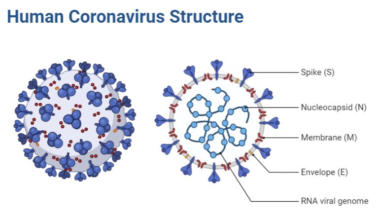 Covid Structure