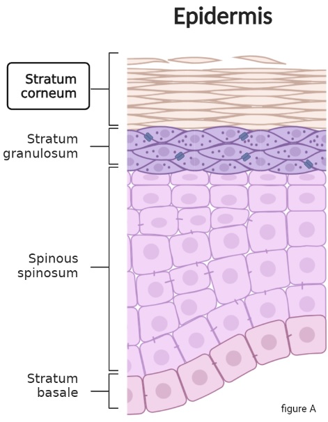 Epidermis diagram