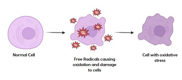 free-radical-damage