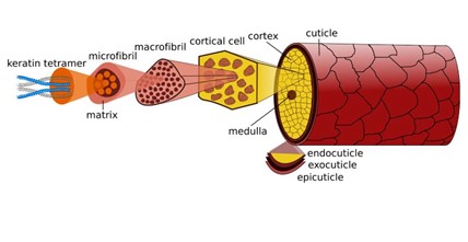 hair keratin structure