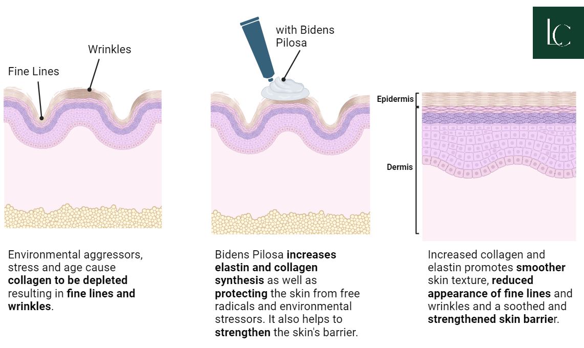 How Bidens Pilosa Works on the skin