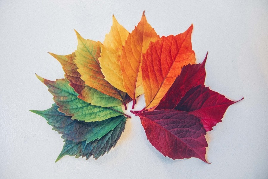 changing colours of leaves
