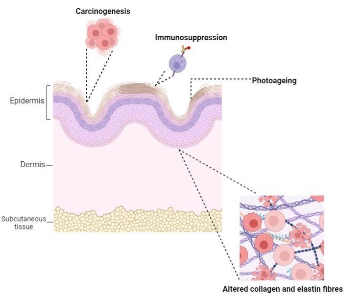 long term effects uv