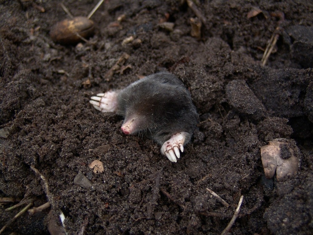 mole emerging from dirt