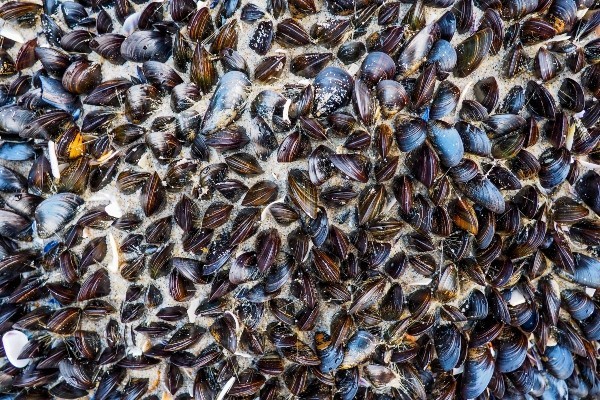 mussels on a sandy beach
