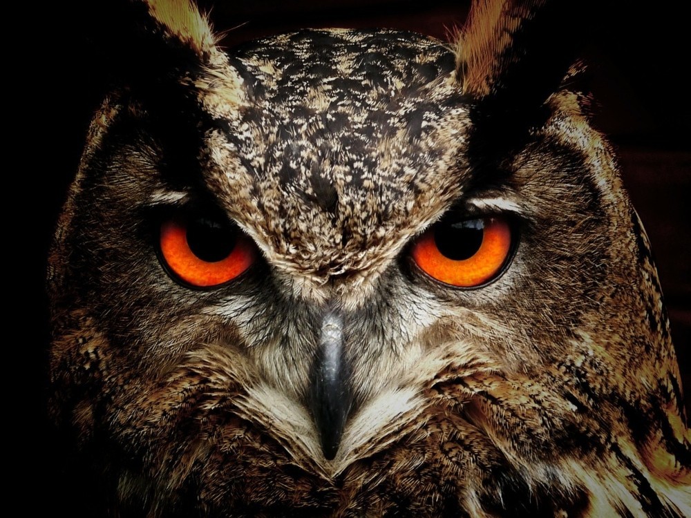 owl in darkness