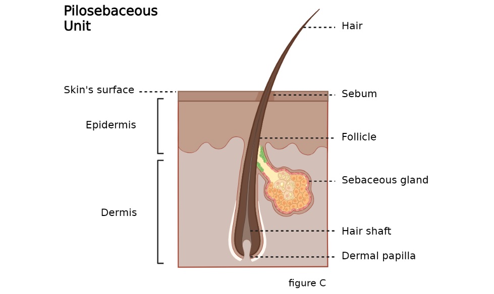  pilosebaceous unit