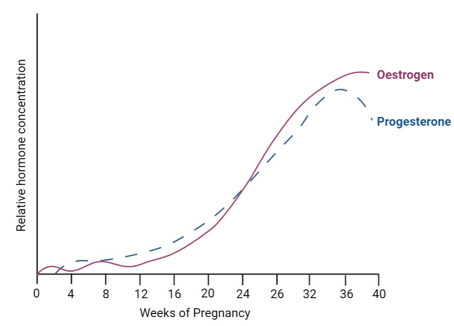 pregnancy hormones