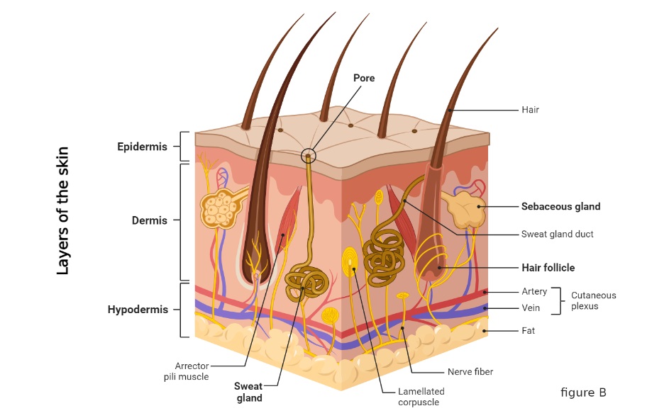 Anatomy of the skin: pilosebaceous unit