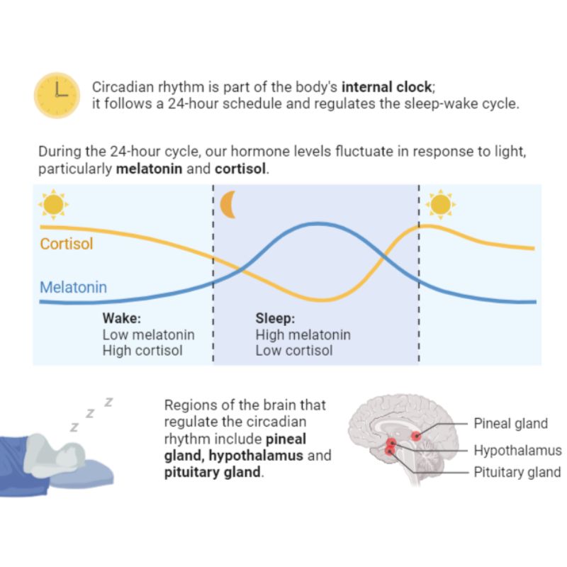 sleep syncing diagram