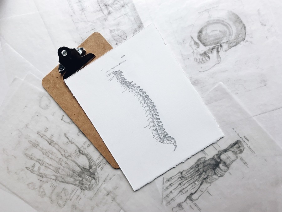 medical drawing of a spine on clipboard