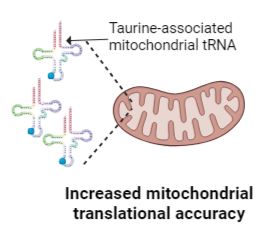 mitochondria accuracy taurine