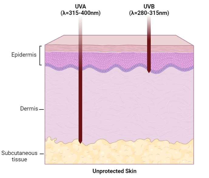 unprotected skin uv depth