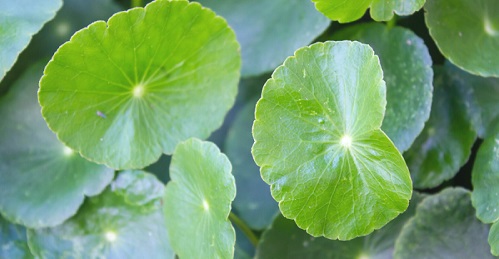 What is centella asiatica